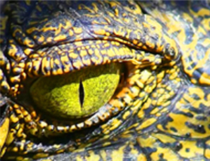 School of Croc